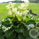 Rheum rhabarbarum GM P9