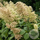 Rodgersia aesculifolia GM P9