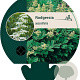 Rodgersia aesculifolia GM P9