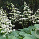 Rodgersia aesculifolia GM P9