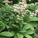 Rodgersia aesculifolia GM P9