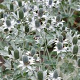 Eryngium Magical White Lagoon GM P9