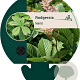 Rodgersia henrici GM P9