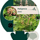 Rodgersia pinnata GM P9