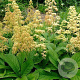 Rodgersia pinnata GM P9