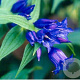 Gentiana asclepiadea GM P9