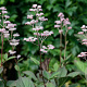 Rodgersia pinnata 'Superba' GM P9