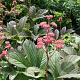 Rodgersia pinnata 'Superba' GM P9