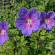 Geranium himalayense 'Vitello' GM P9