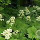 Rodgersia podophylla GM P9