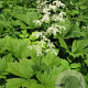 Rodgersia podophylla GM P9
