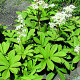 Rodgersia sambucifolia GM P9