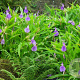 Roscoea auriculata GM P9