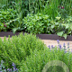 Rosmarinus officinalis GM P9