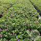 Geranium sanguineum GM 2,0L