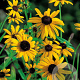Rudbeckia fulgida deamii GM P9