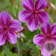 Geranium 'Starman' GM P9
