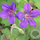 Geranium wlassovianum 'Crûg Farm' GM P9