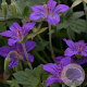 Geranium wlassovianum 'Zeppelin' GM P9