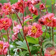 Geum 'Bohema Pink' GM P9