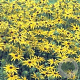 Rudbeckia fulgida speciosa GM P9