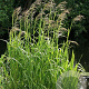 Glyceria maxima GM 2,0L