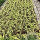 Hakonechloa macra 'Aureola' GM 2,0L
