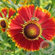 Helenium 'Rotgold' GM P9
