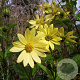 Helianthus kellermanii GM P9