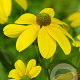 Rudbeckia nitida 'Herbstsonne' GM P9