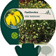 Rudbeckia nitida 'Herbstsonne' GM P9