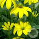 Rudbeckia nitida 'Herbstsonne' GM P9