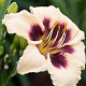 Hemerocallis 'Piano Man' GM P9