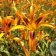 Hemerocallis 'Tiger Eye' GM P9