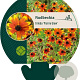 Rudbeckia triloba 'Prairie Glow' GM P9