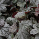 Heuchera 'Cinnabar Silver' GM P9