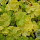 Heuchera Lemon Supreme GM P9