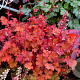 Heuchera 'Peach Crisp' GM P9