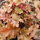 Heuchera 'Rex Dark Amber' GM P9