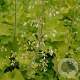 Heuchera 'Rex Lime' GM P9