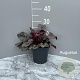 Heuchera 'Silver Scrolls' GM 2,0L