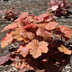 Heuchera 'Southern Comfort' GM P9