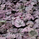 Heuchera 'Sugar Plum' GM P9