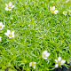 Sagina subulata GM P9