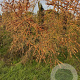 Hippophae rhamnoides 200-250 cm draadkluit struik