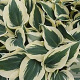 Hosta 'Firn Line' GM P9