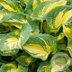 Hosta 'Great Expectations' GM P9
