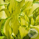 Hosta sieboldii 'Kabitan' GM P9
