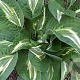 Hosta 'Snake Eyes' GM P9