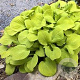 Hosta 'Sun Mouse' GM P9